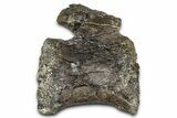 Fossil Sauropod Dinosaur Caudal Vertebra - Wyoming #377929-2